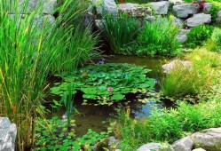 水生植物种类及适合的花盆,水生植物种类