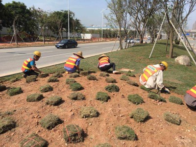 植草地坪植草地坪图